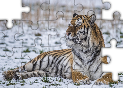 Leżący, Tygrys, Śnieg, Zima