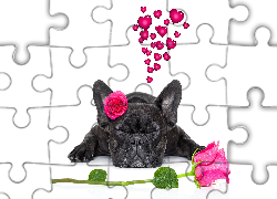 Pies, Buldog francuski, Zakochany, Kwiaty, Róże, Serca