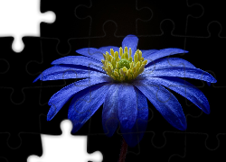 Kwiat, Zawilec bałkański, Płatki, Niebieskie