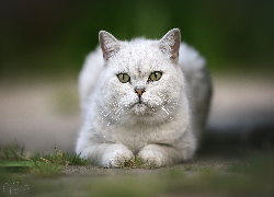 Biały, Kot, Spojrzenie