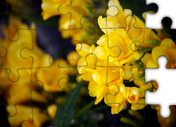 Żółte, Kwiaty, Frezje