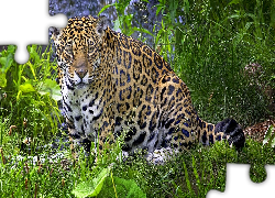 Jaguar, Trawa