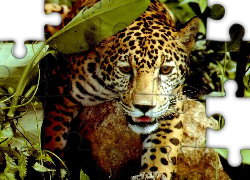 Jaguar, Zarośla