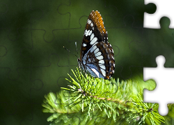 Zielona, Gałązka, Piękny, Motyl