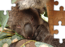 Drzewo, Eukaliptusowe, Śpiący, Koala