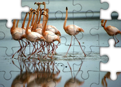 Flamingi, Woda