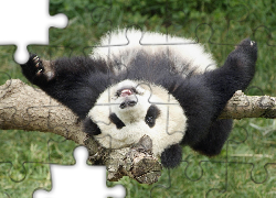 Panda, Drzewo, Leżakowanie