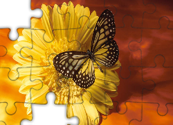 Zółty, Kwiat, Motyl