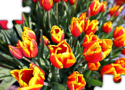Tulipany, Żółty, Czerwony