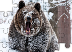 Ryczący, Niedźwiedź, Brunatny, Śnieg
