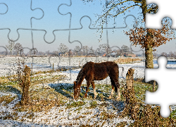Zima, Koń, Drzewo, Wieś
