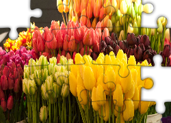 Naręcza, Kolorowych, Tulipanów