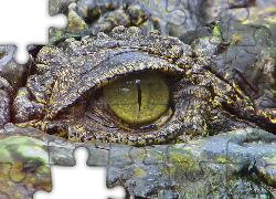 Głowa, Oko, Krokodyla