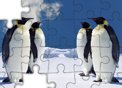 Cztery, Pingwiny, Śnieg, Lód