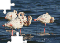 Flamingi Różowe, Stado, Woda