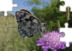 Motyl, Polowiec Szachownica, Kwiat, Łąka