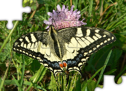 Motyl, Paź Królowej, Trawa