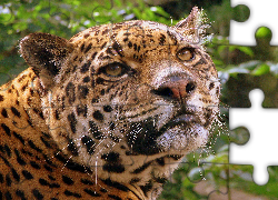 Jaguar, Głowa, Wąsy