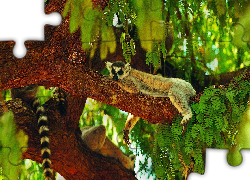 Lemur, Drzewo, Zieleń, Ogon