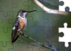 Koliberek Ametystowy, Gałązka
