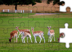 Jelonki, Łąka, Ogrodzenie