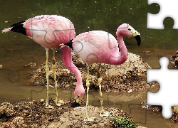 Flamingi Andyjskie