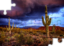 Kaktusy, Saguaro, Karnegia olbrzymia, Fioletowo, Granatowe, Chmury, Park Narodowy Saguaro, Stan Arizona, Stany Zjednoczone