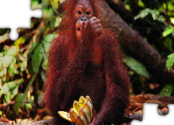 Małpa, Orangutan, Banany