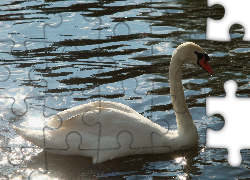 Biały, Łabędź, Woda, Refleksy, Światła