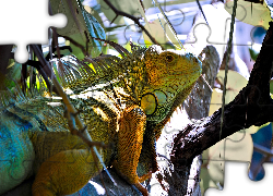 Iguana, Legwan zielony
