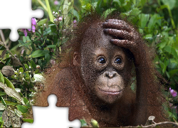 Zmartwiony, Orangutan