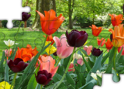 Kolorowe, Tulipany, Trawnik, Drzewa