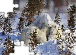 Śnieg, Niedźwiedzie, Polarne