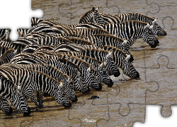 Zebry, Wodopój, Kenia