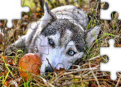 Błękitne, Oczy, Siberian Husky