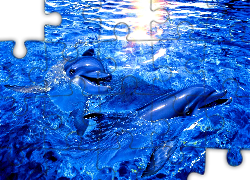 Błękitna, Woda, Delfiny