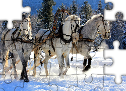 Zima, Śnieg, Konie, Zaprzęg