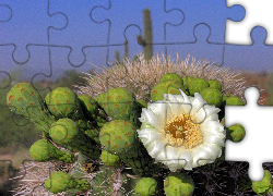 Biały, Kwiat, Kaktusa