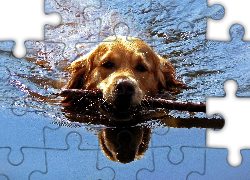 Pies, Aportowanie, Woda