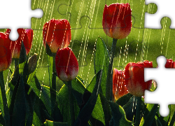 Tulipany, Deszcz