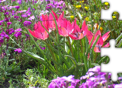 Tulipany, Miniaturowe, Rabatka