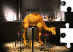 Pijany, Wielbłąd, Bar