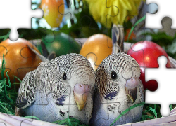 Papużki, Jajka