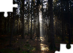 Las, Drzewa, Światło, Promień