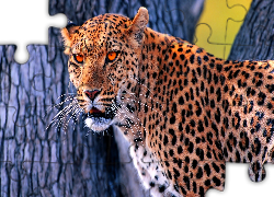 Jaguar, Kot, Drzewo