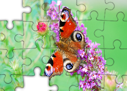 Motyl, Pawie Oczko, Fioletowe, Kwiaty