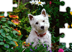 Biały, Pies, West highland white terrier, Kwiatki, Ogród