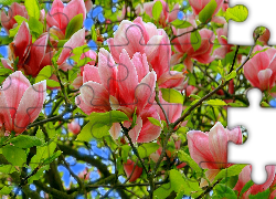 Kwiaty, Magnolii