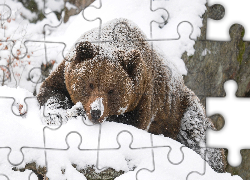 Niedźwiedź, Brunatny, Śnieg