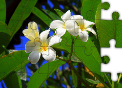 Białe, Kwiaty, Plumeria